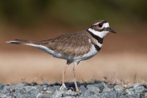 2017-03-24 KDEER_2V2.jpg