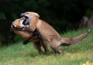 2023-06-09 FOX KITS TANGLE_12V2.jpg