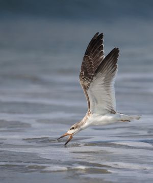 2016-08-30 BSKIMMER JUV SKIM_5_1v2.jpg