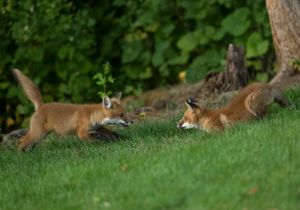 2023-06-01 FOX KIT _01_3V2.jpg