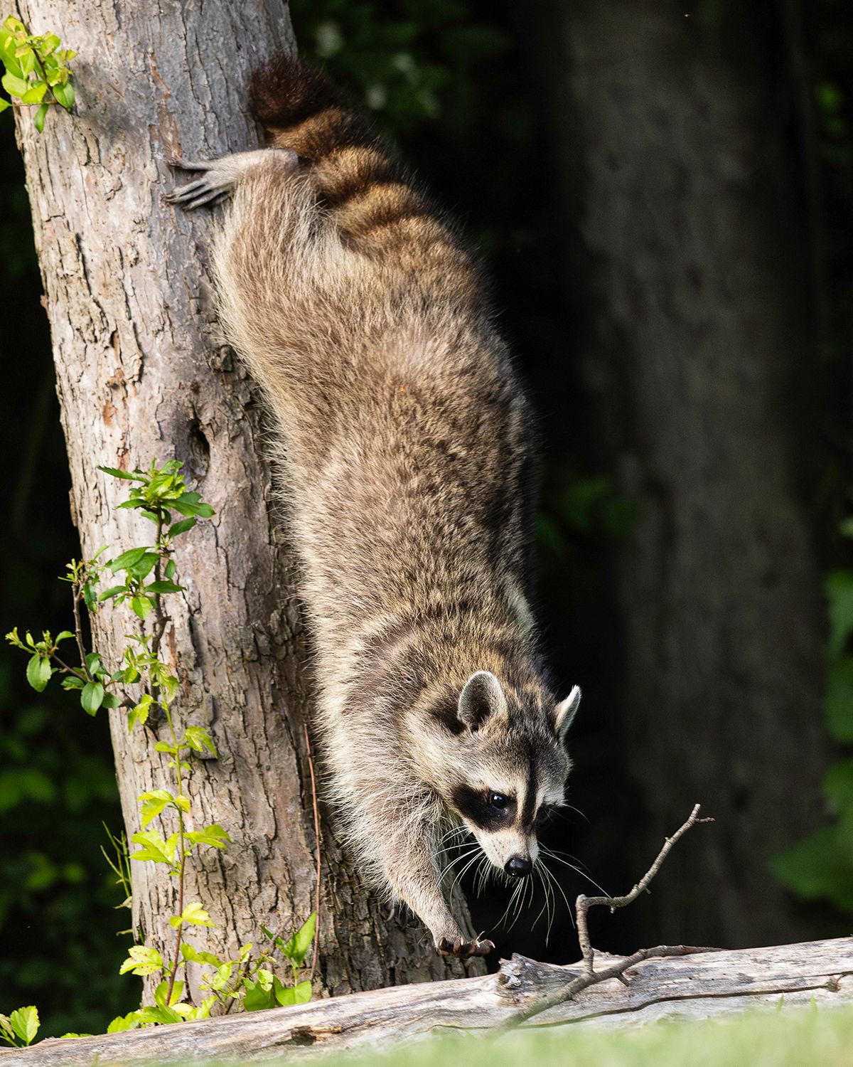 2026-06-01 RACOON FOX_2V2 copy.jpg
