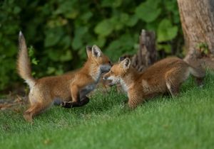 2023-06-01 FOX KIT _01_6V2.jpg