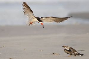 2015-09-25 SKIMMERS IF ADULT FISH JUV_3V3.jpg