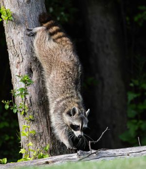 2026-06-01 RACOON FOX SERIES_27v2 copy.jpg