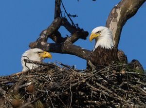 2026-03-26 BE NEST_20v2 copy.jpg