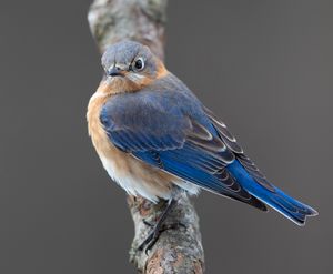 2021-02-27 Bbird_1V2.jpg