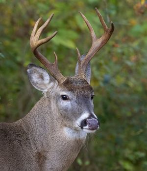 2023-10-28  DEER BUCK 8 POINT_17v3.jpg