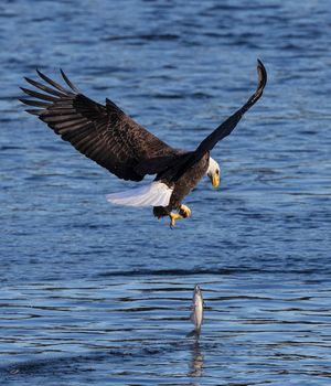 2025-10-28 BE IF FISH DROP_3V3 copy.jpg