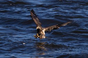 2025-11-04 BE IF JUVI FISH_1 copy.jpg