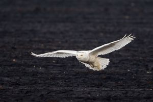 2014-02-02 Snowy IF Series1_16v2.jpg