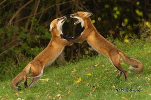 2026-09-10 FOX SIBLINGS_11v2 copy.jpg