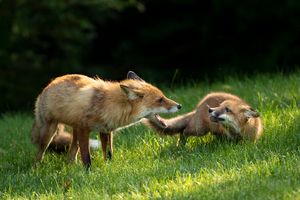 2023-06-09 FOX MOM KIT_02_6V2.jpg