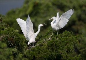 2019-07-06 LBH SIBLING ACTION_1V2.jpg