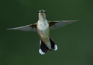 2019-08-23 RTH JUVI _19v2BLUR.jpg