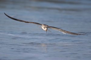 2016-08-30 BSKIMMER JUV FRONTAL_5v2.jpg