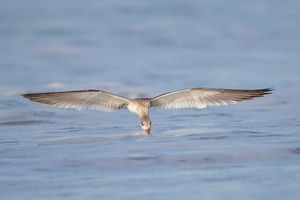 2016-08-30 BSKIMMER JUV SKIM_9v2.jpg