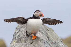 2013-07-09 Puffin wings_7_Ted_Ellis_Photography.jpg