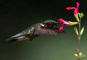 2023-07-11  RTHB HOTLIPS 01_2V2.jpg