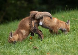2023-06-09 FOX KITS TANGLE_1V2.jpg