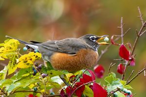 2023-10-19  ROBIN 02_3V2.jpg