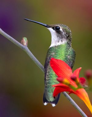 2022-07-25 RTHum JUV PERCHED 4_1V2.jpg