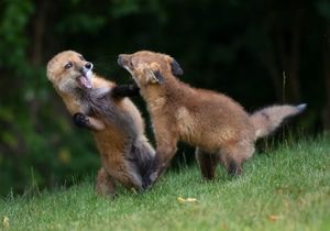 2023-06-09 FOX KITS TANGLE_16V2.jpg
