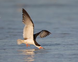 2016-08-29 BSKIMMER SKIMMING_5v2.jpg