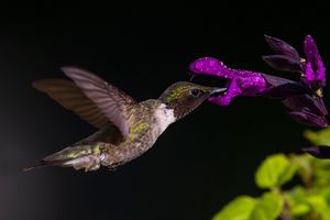 2023-07-28 RTHUM PURPLE 01_3V2.jpg