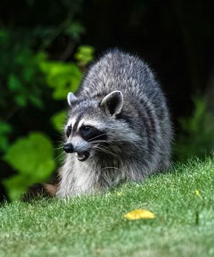 2026-06-01 RACOON FOX SERIES_5v2 copy.jpg