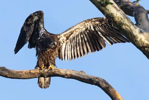 2026-06-06 BE EAGLET STRETCH_1V2 copy.jpg