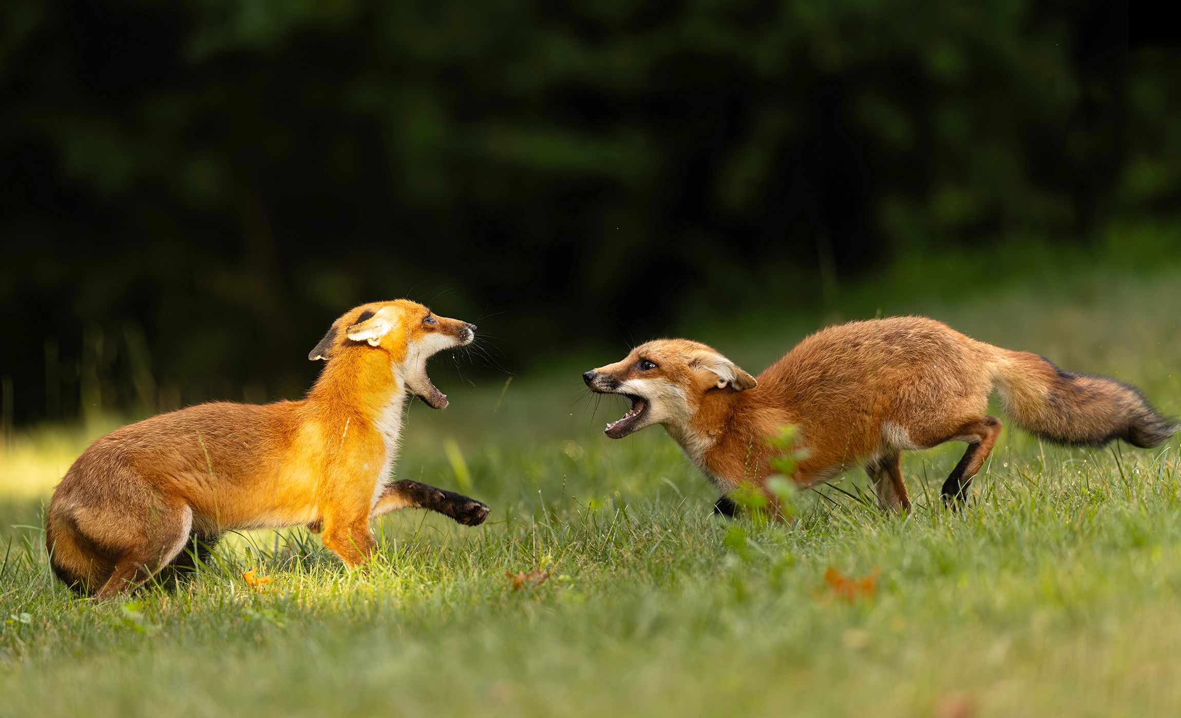 2026-07-02 FOX KITS_3V2 copy.jpg