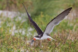 2015-09-25 SKIMMERS IF ADULT FISHV2.jpg