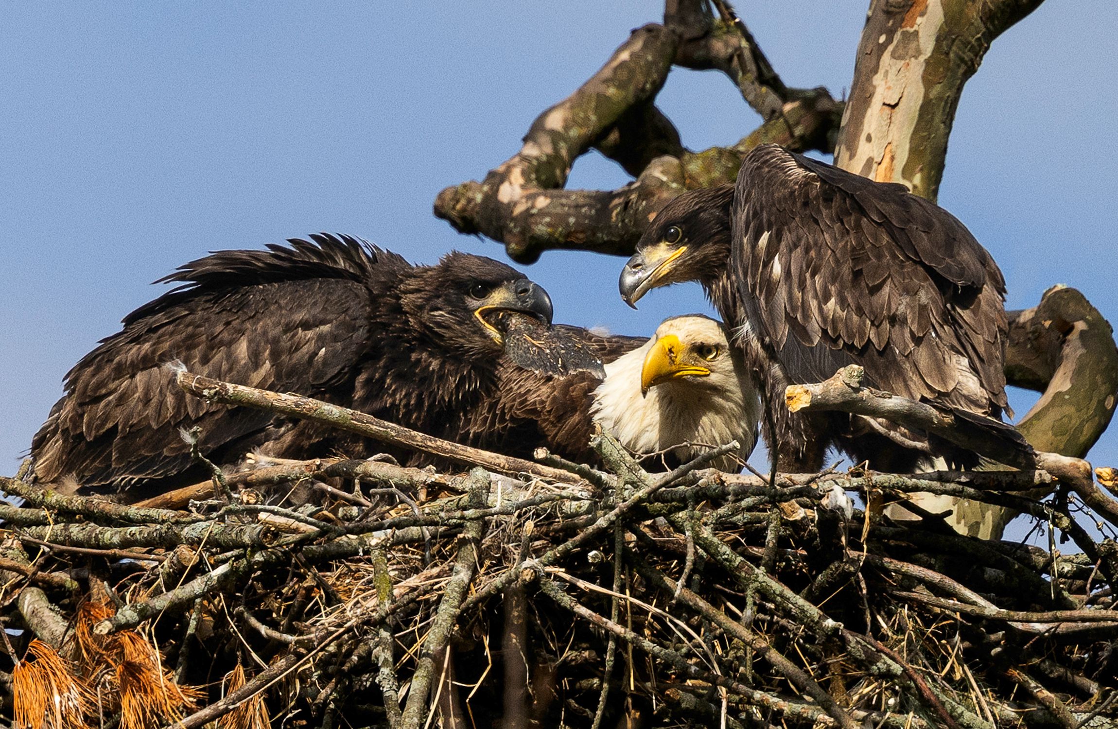 2026-05-15 BE NEST BE EAGLETS_1V2 copy.jpg