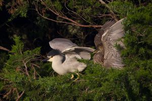 Black Crowned Night Heron & Offspring.