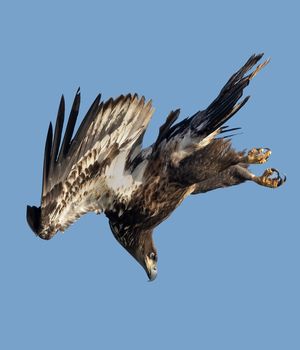 2023-11-06 DEER BE JUVI DIVE_5v2.jpg