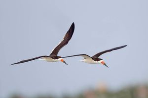 2015-09-25 SKIMMERS IF ADULT TWO_9V2.jpg