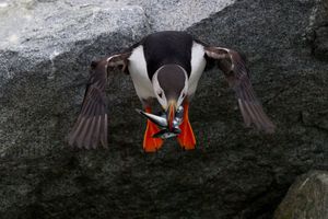2013-07-10 Puffin FISH_15_Ted_Ellis_Photography.jpg