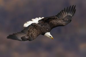 2025-11-12 BE IF JUV DIVE_2V3 copy.jpg