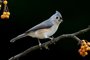 2023-09-22 TMOUSE_01_1V2.jpg