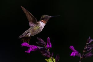 2023-07-28 RTHUM PURPLE 01_6V2.jpg