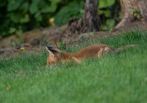 2023-06-01 FOX KIT _01_1V2.jpg