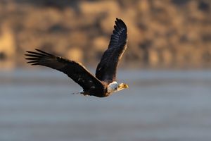 2024-11-18 BE IF FISH_10v2 copy.jpg