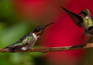 2021-07-28 RUBY PERCHED 1_6V2.jpg