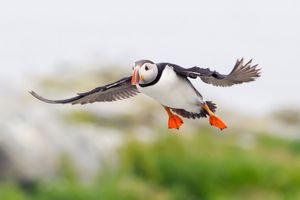 2013-07-09 Puffin IF_8v2_Ted_Ellis_Photography.jpg