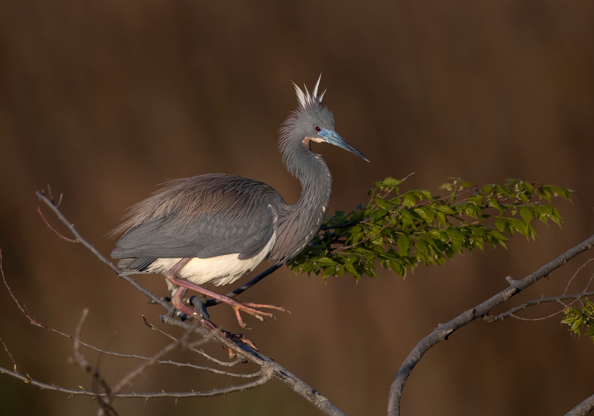 2023-04-25 TCH_01_1V2.jpg