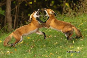 2026-09-10 FOX SIBLINGS_4v2 copy.jpg
