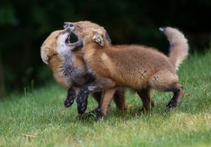 2023-06-09 FOX KITS TANGLE_11V2.jpg