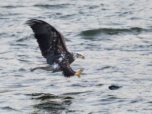 2017-12-14 BE IMMI PIGEON_5V3.jpg