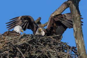 2026-04-11 BE NEST PAIR_2v2 copy.jpg