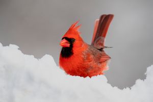 2021-02-02 CARD_49V2.jpg